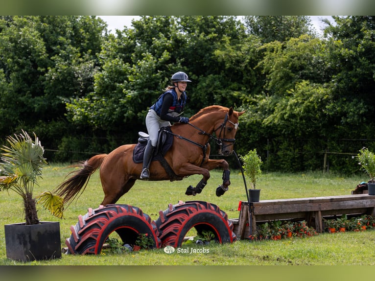 Purosangue inglese Giumenta 6 Anni 157 cm Sauro in Boxmeer