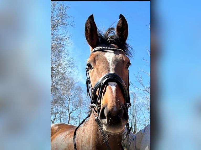 Purosangue inglese Giumenta 6 Anni 158 cm Baio in Lettelbert