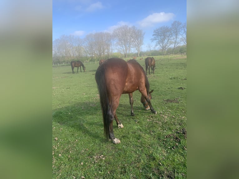 Purosangue inglese Giumenta 6 Anni 160 cm Baio in Hamburg