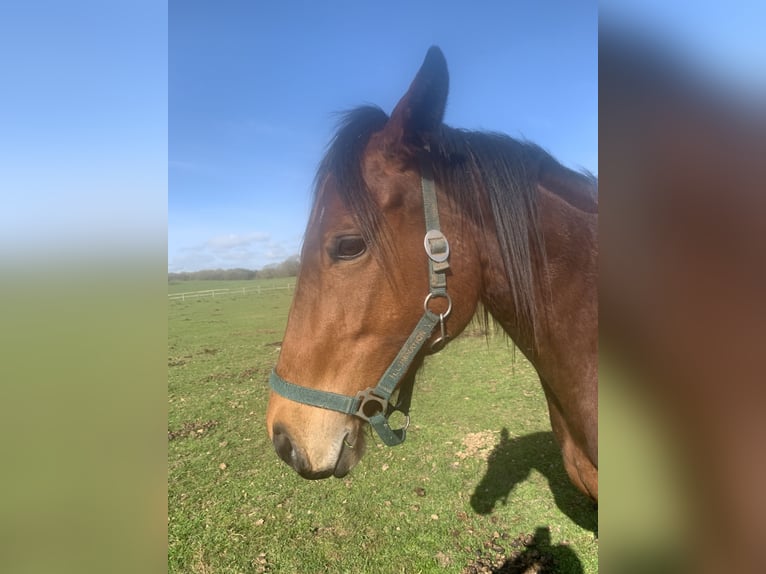 Purosangue inglese Giumenta 6 Anni 160 cm Baio in Hamburg