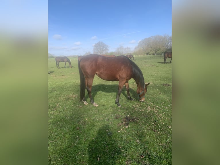 Purosangue inglese Giumenta 6 Anni 160 cm Baio in Hamburg