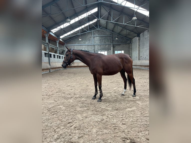 Purosangue inglese Giumenta 6 Anni 160 cm Baio in Torrelavega