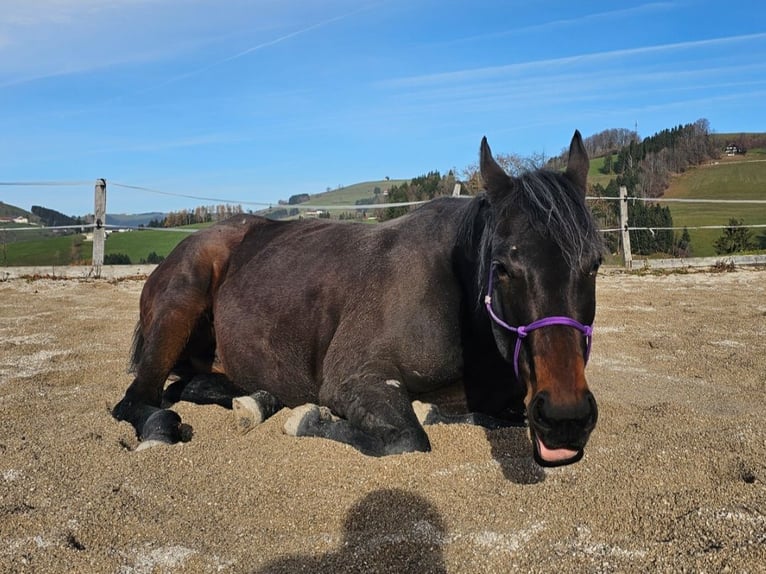 Purosangue inglese Giumenta 6 Anni 160 cm Baio in Maria Neustift