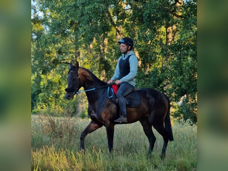 Purosangue inglese Giumenta 6 Anni 160 cm Baio nero in Beckingen