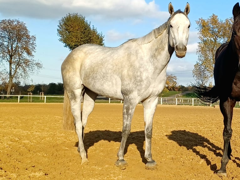 Purosangue inglese Giumenta 6 Anni 160 cm Grigio in Gifhorn