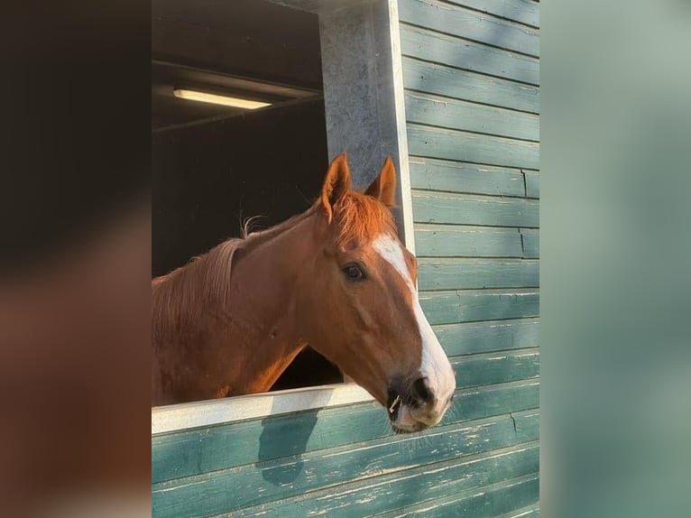 Purosangue inglese Giumenta 6 Anni 160 cm Sauro in Hamburg Lemsahl-Mellingstedt