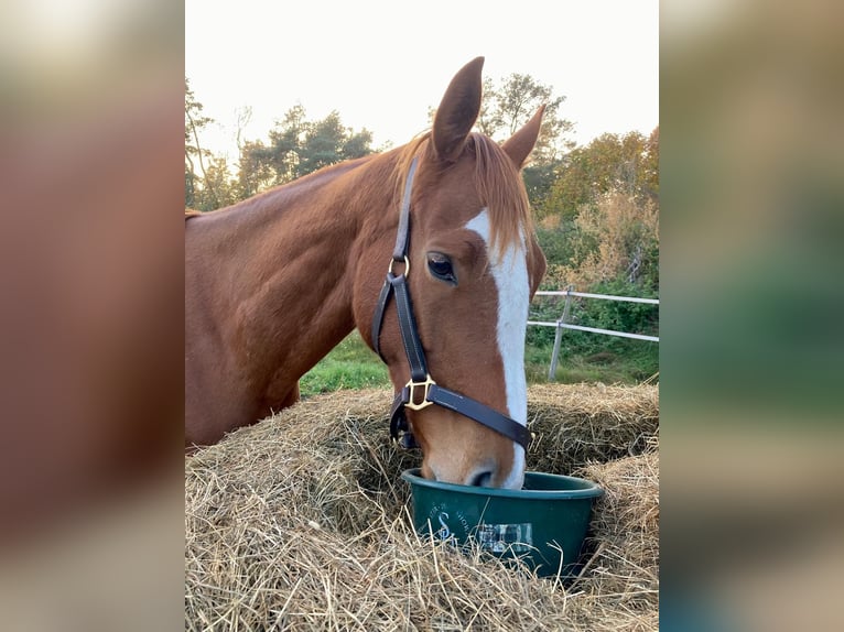 Purosangue inglese Giumenta 6 Anni 160 cm Sauro in Altlandsberg