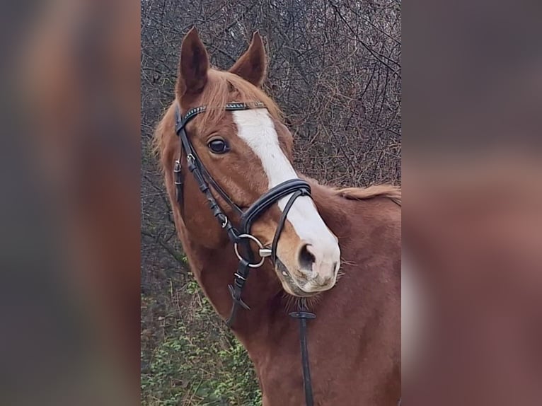 Purosangue inglese Giumenta 6 Anni 160 cm Sauro in Sinzheim