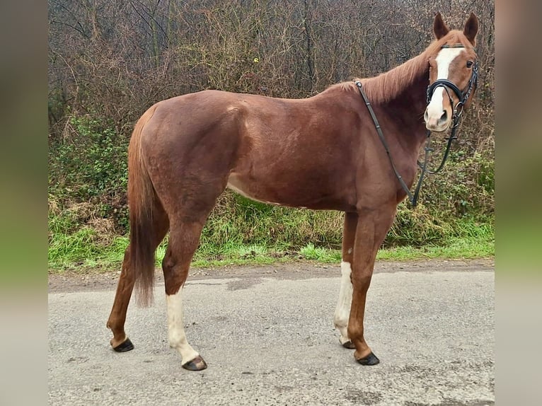 Purosangue inglese Giumenta 6 Anni 160 cm Sauro in Sinzheim