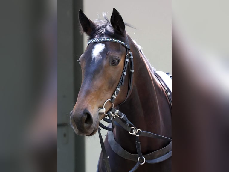 Purosangue inglese Giumenta 6 Anni 161 cm Baio scuro in Merzenich