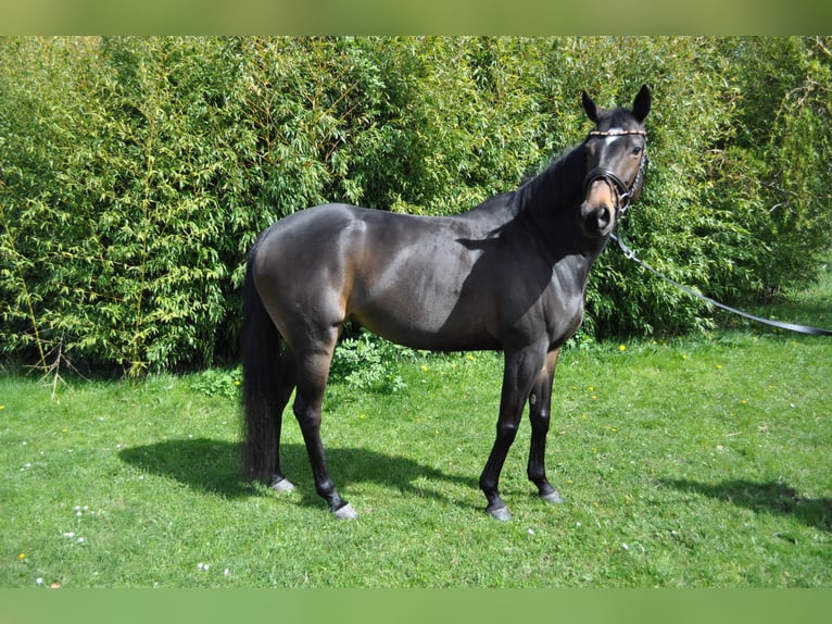 Purosangue inglese Giumenta 6 Anni 161 cm Baio scuro in Merzenich