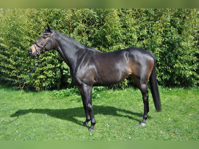 Purosangue inglese Giumenta 6 Anni 161 cm Baio scuro in Merzenich