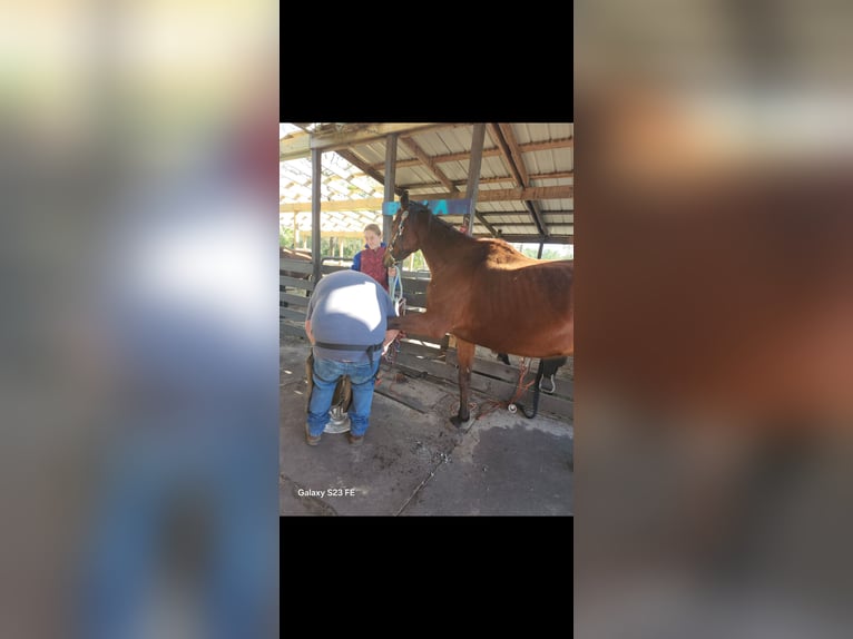 Purosangue inglese Giumenta 6 Anni 163 cm Baio ciliegia in Bunnell