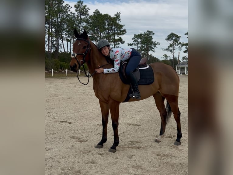 Purosangue inglese Giumenta 6 Anni 163 cm Baio ciliegia in Christmas FL