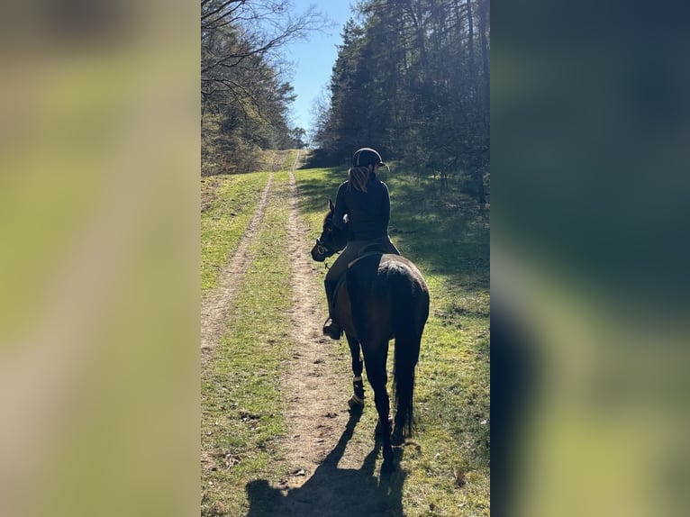 Purosangue inglese Giumenta 6 Anni 163 cm Baio scuro in Potsdam