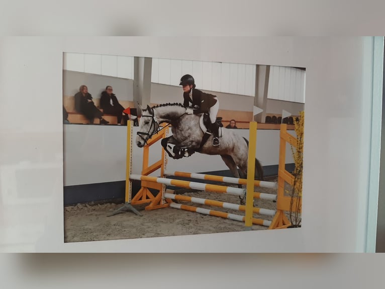 Purosangue inglese Giumenta 6 Anni 163 cm Grigio trotinato in St&#xFC;denitz-Sch&#xF6;nermark