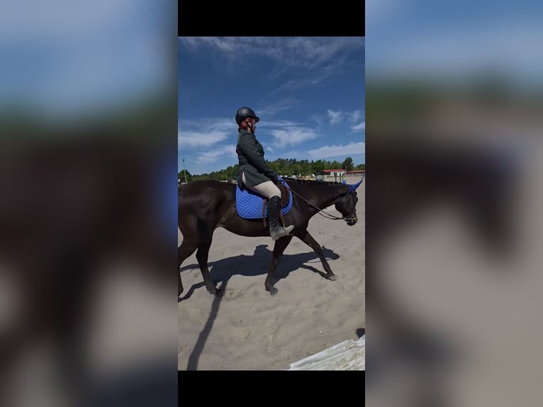 Purosangue inglese Giumenta 6 Anni 163 cm Morello in Galivants Ferry
