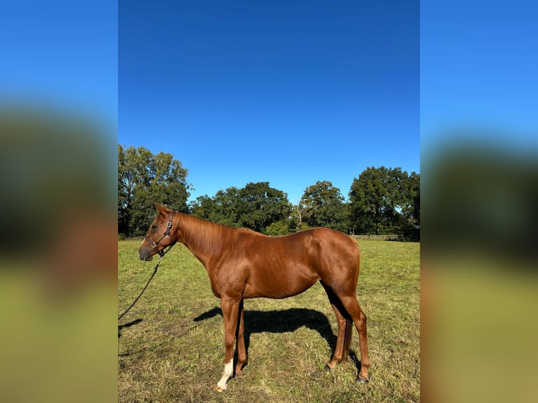 Purosangue inglese Giumenta 6 Anni 163 cm Sauro in Hamburg