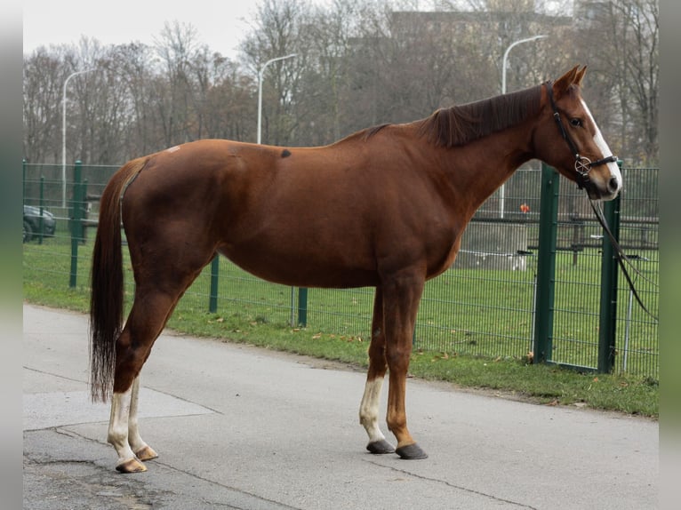 Purosangue inglese Giumenta 6 Anni 163 cm Sauro scuro in Hilden