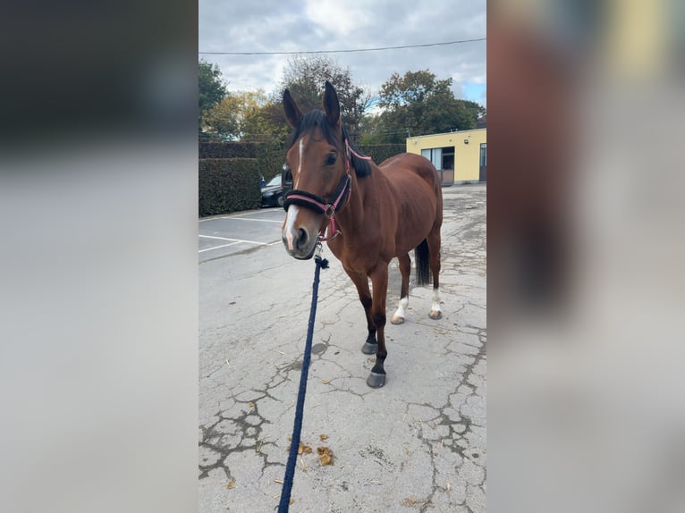 Purosangue inglese Giumenta 6 Anni 164 cm Baio chiaro in Gent