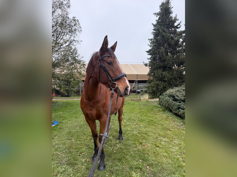 Purosangue inglese Giumenta 6 Anni 165 cm Baio in coinsins