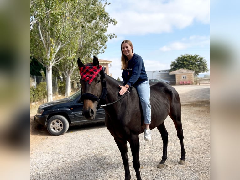 Purosangue inglese Giumenta 6 Anni 165 cm Baio scuro in Lardero