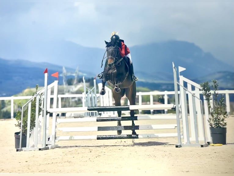 Purosangue inglese Giumenta 6 Anni 165 cm Baio scuro in Lardero