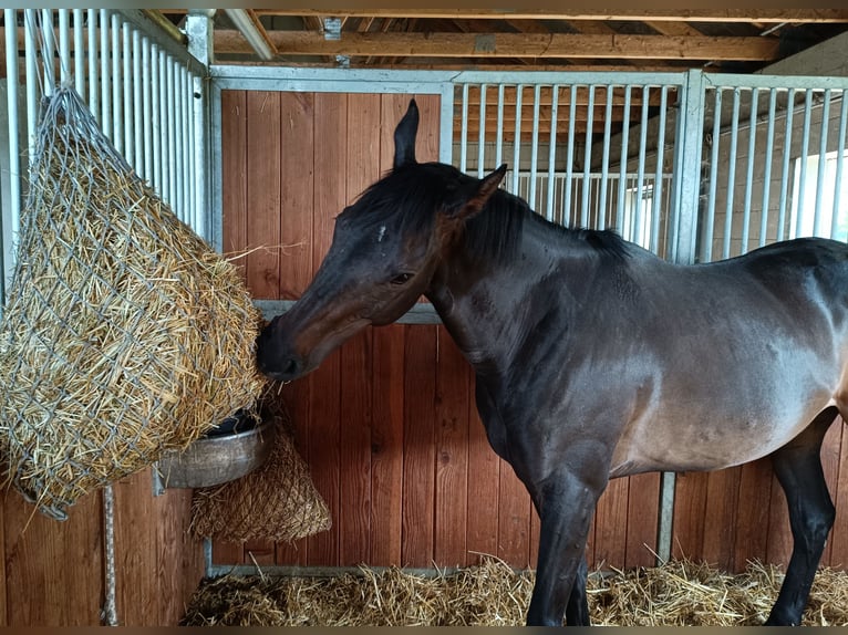 Purosangue inglese Giumenta 6 Anni 166 cm Baio nero in Berlin