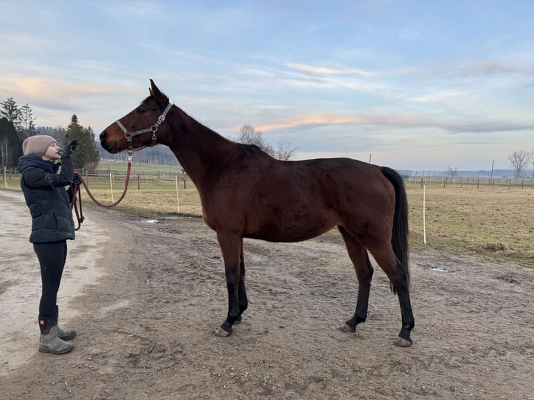 Purosangue inglese Giumenta 6 Anni 167 cm Baio in Rohrbach