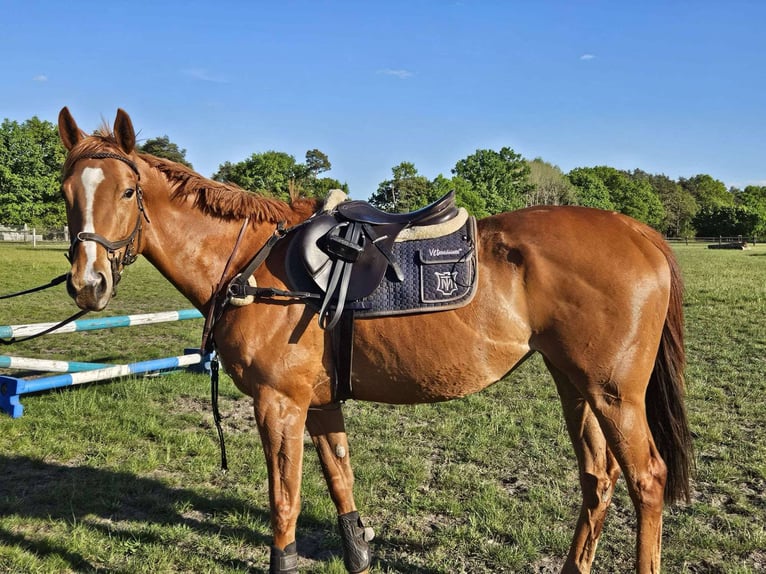Purosangue inglese Giumenta 6 Anni 168 cm Sauro in Gödenstorf