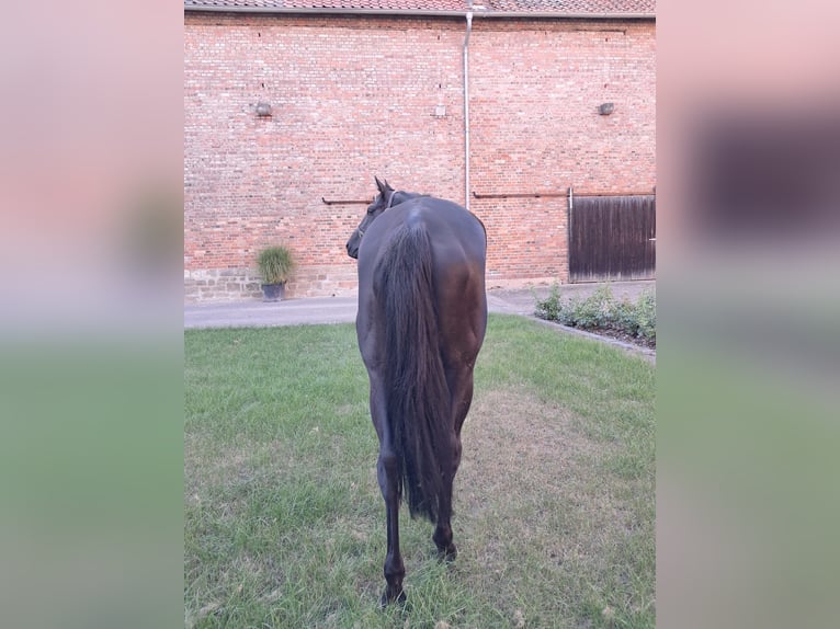 Purosangue inglese Giumenta 6 Anni 169 cm Baio nero in Walsrode