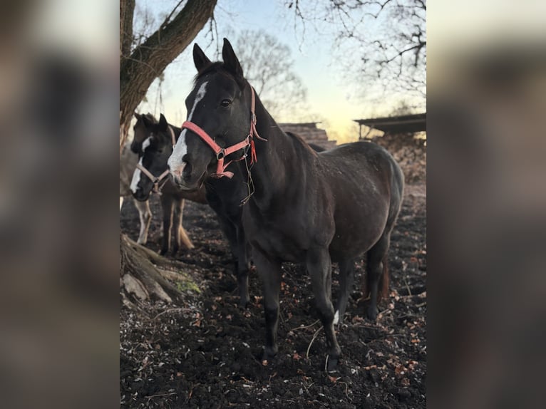 Purosangue inglese Giumenta 7 Anni 149 cm Baio nero in Trzciel