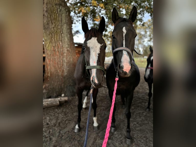 Purosangue inglese Giumenta 7 Anni 149 cm Baio nero in Trzciel