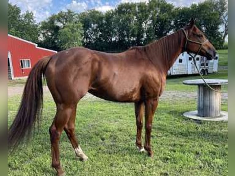 Purosangue inglese Giumenta 7 Anni 152 cm Sauro scuro in Carver