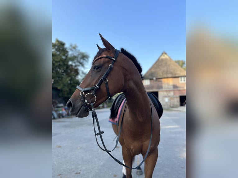 Purosangue inglese Giumenta 7 Anni 160 cm Baio in Hamburg Lohbrügge