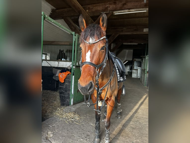 Purosangue inglese Giumenta 7 Anni 160 cm Baio in Hamburg Lohbrügge