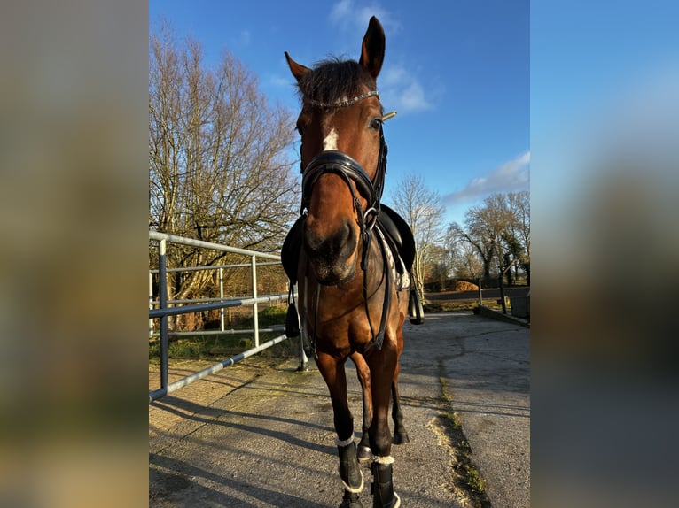 Purosangue inglese Giumenta 7 Anni 160 cm Baio in Hamburg Lohbrügge