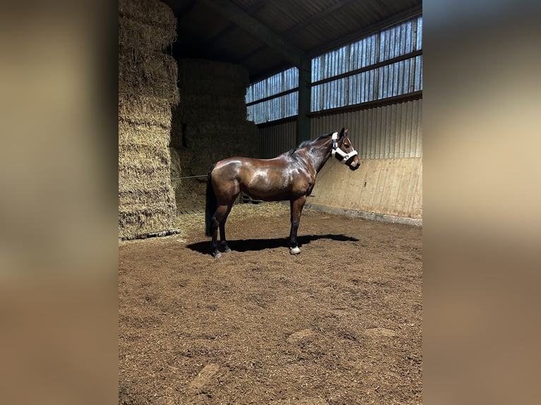 Purosangue inglese Giumenta 7 Anni 160 cm Baio in Hamburg Lohbrügge