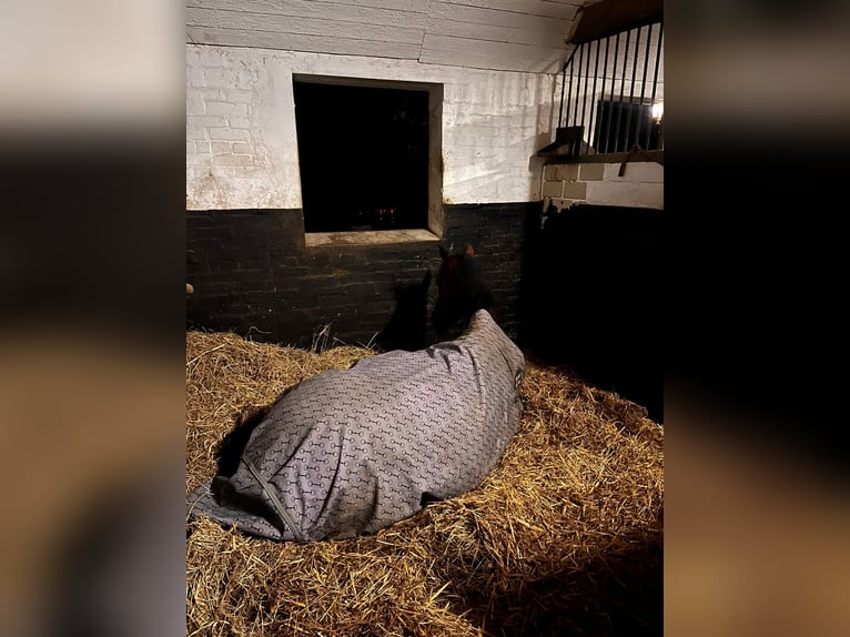 Purosangue inglese Giumenta 7 Anni 160 cm Baio in Hamburg Lohbrügge