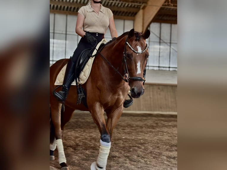 Purosangue inglese Giumenta 7 Anni 160 cm Baio in Hamburg Lohbrügge