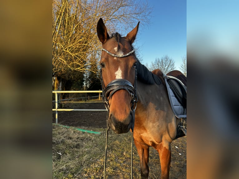 Purosangue inglese Giumenta 7 Anni 160 cm Baio in Hamburg Lohbrügge
