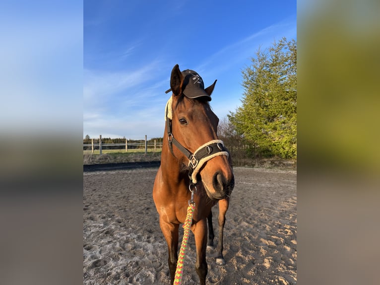 Purosangue inglese Giumenta 7 Anni 160 cm Baio in Oberding
