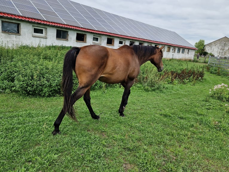 Purosangue inglese Giumenta 7 Anni 160 cm Baio in F&#xFC;rstenwalde/Spree Trebus