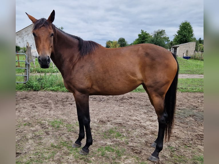 Purosangue inglese Giumenta 7 Anni 160 cm Baio in F&#xFC;rstenwalde/Spree Trebus
