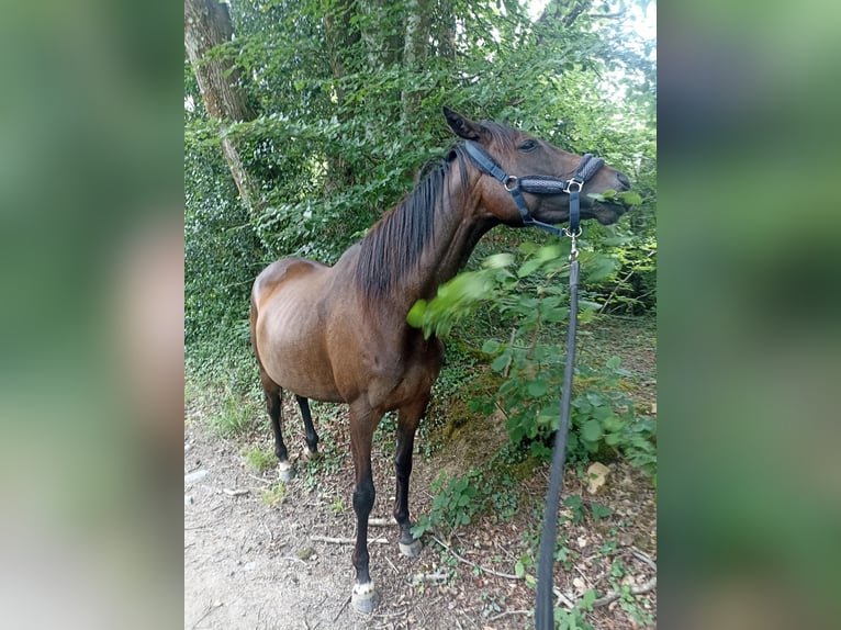 Purosangue inglese Giumenta 7 Anni 160 cm Baio nero in Plougastel Daoulas