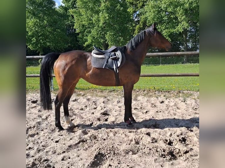 Purosangue inglese Giumenta 7 Anni 162 cm Baio in Ritterhude