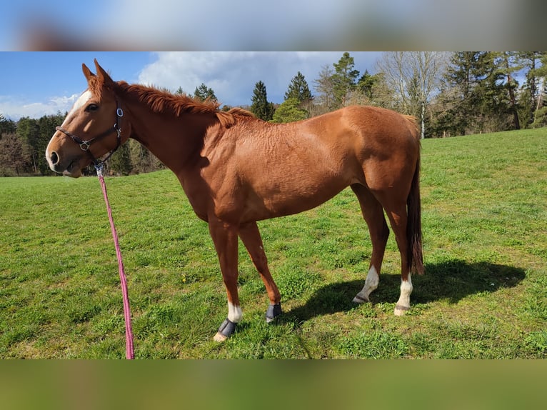 Purosangue inglese Giumenta 7 Anni 162 cm Sauro in Zeitlofs