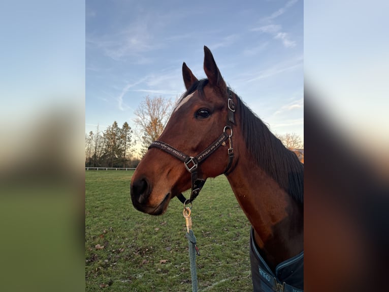 Purosangue inglese Giumenta 7 Anni 163 cm Baio in Winsen (Aller)