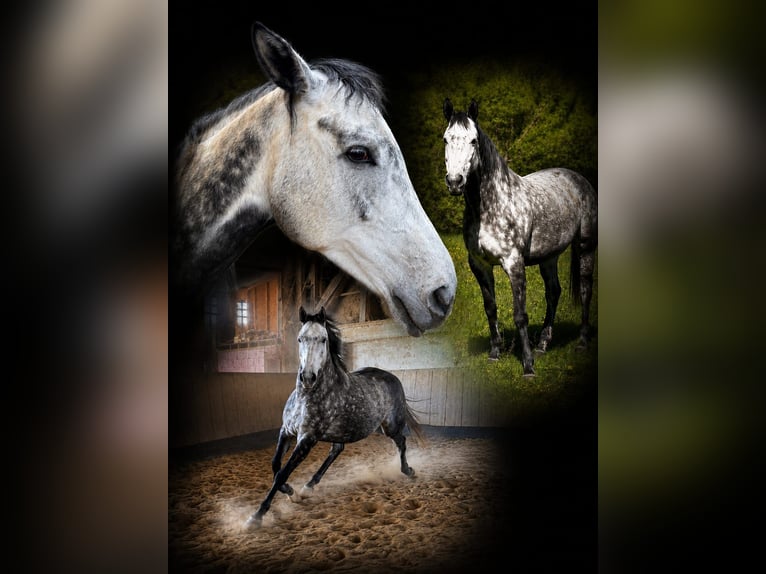 Purosangue inglese Giumenta 7 Anni 164 cm Grigio ferro in Cornberg