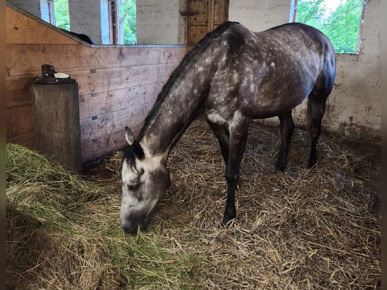 Purosangue inglese Giumenta 7 Anni 164 cm Grigio ferro in Cornberg
